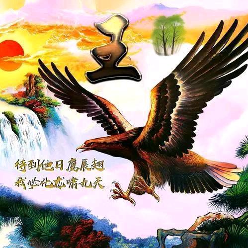 金林王⚡️