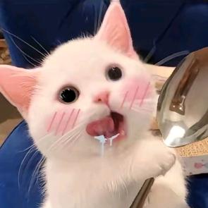 小葛只发光！
