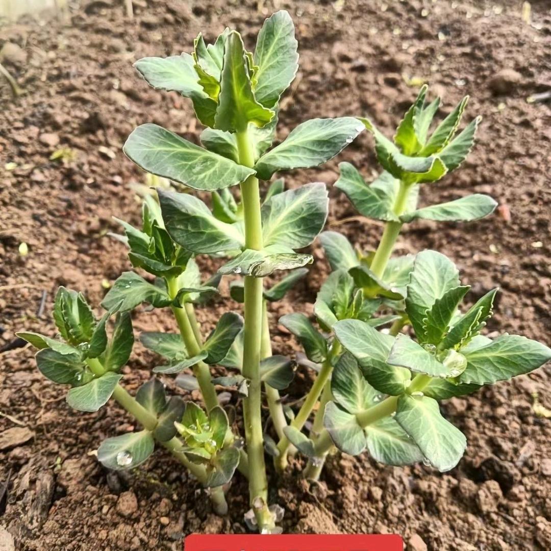 弘扬正骨百草堂