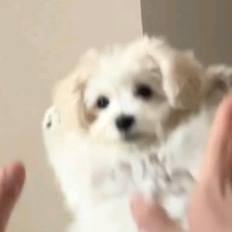 千人复购.
