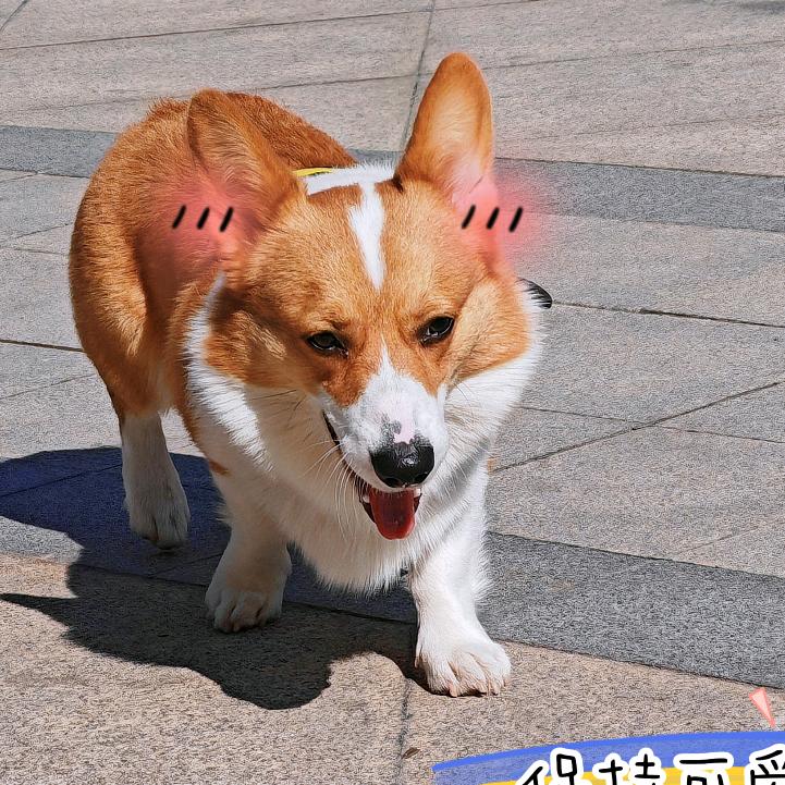 二月是柯基