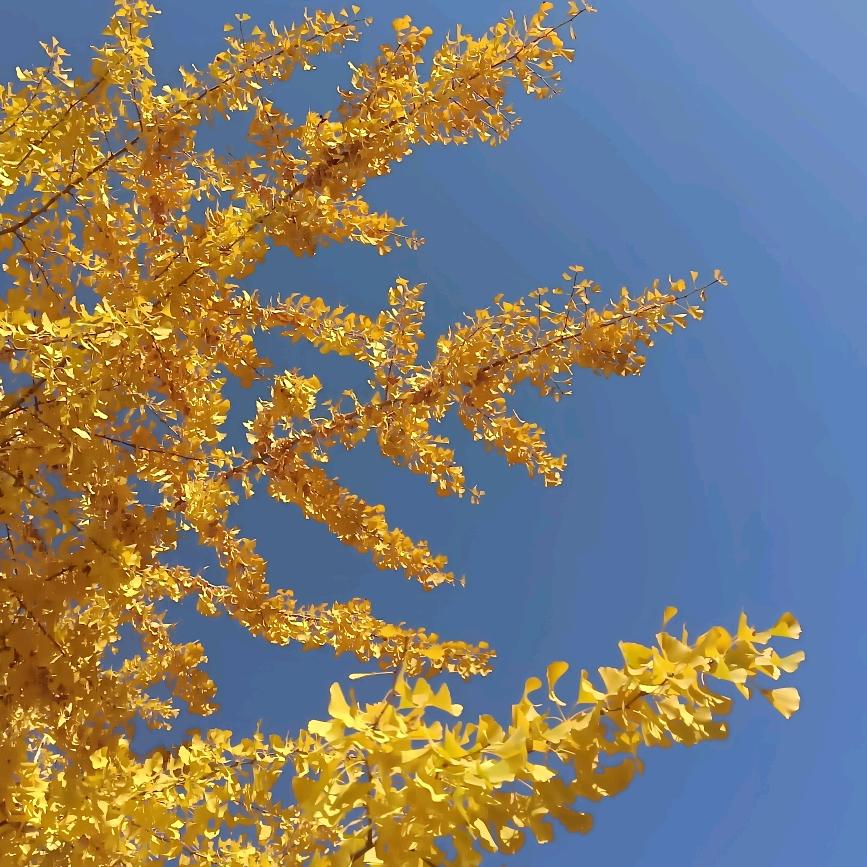 刘青，这个名字要记得