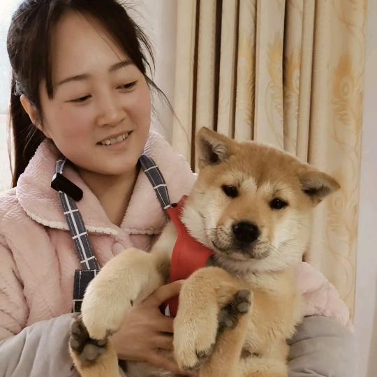 丹姐的田园犬66