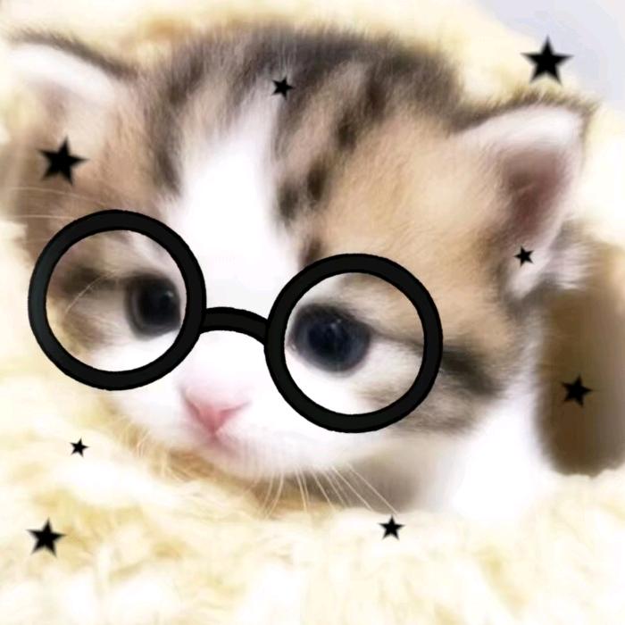 小猫meme