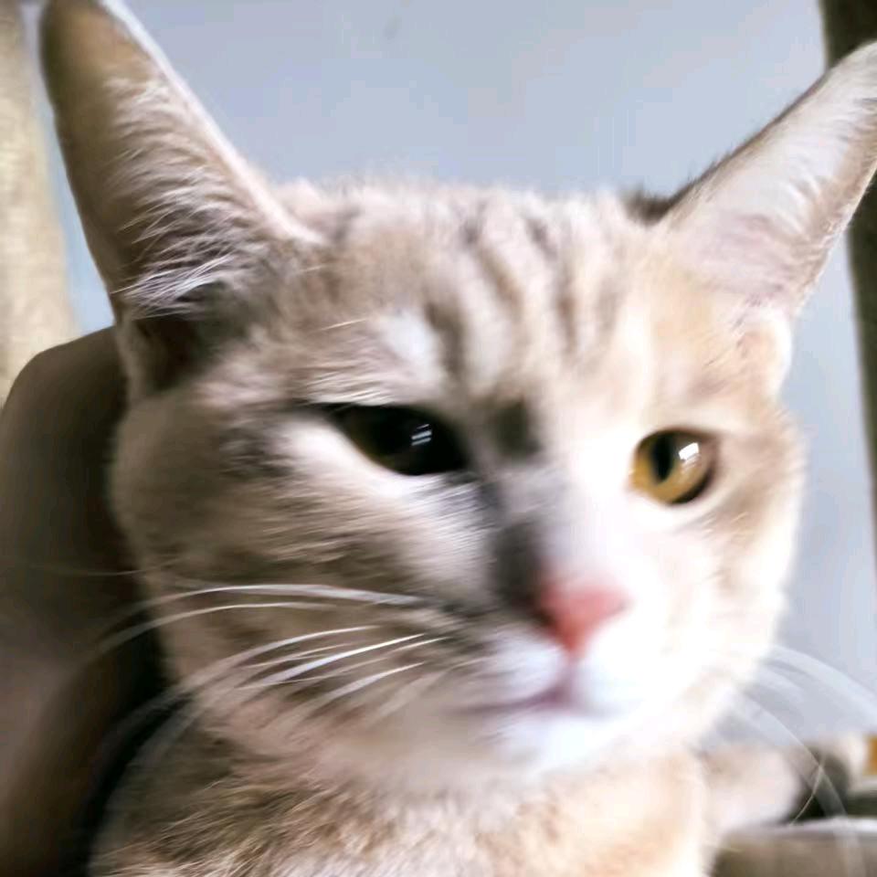 猫猫修炼中
