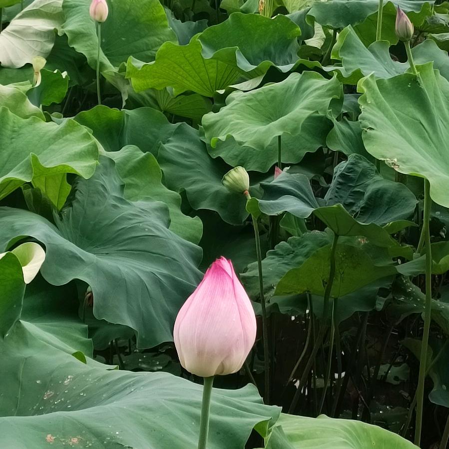 🌸🌸