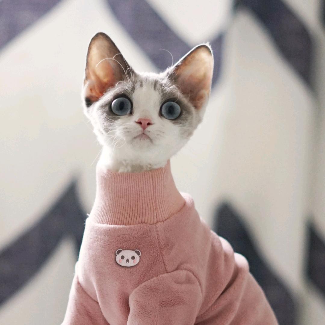 9v德文无毛猫裁缝铺