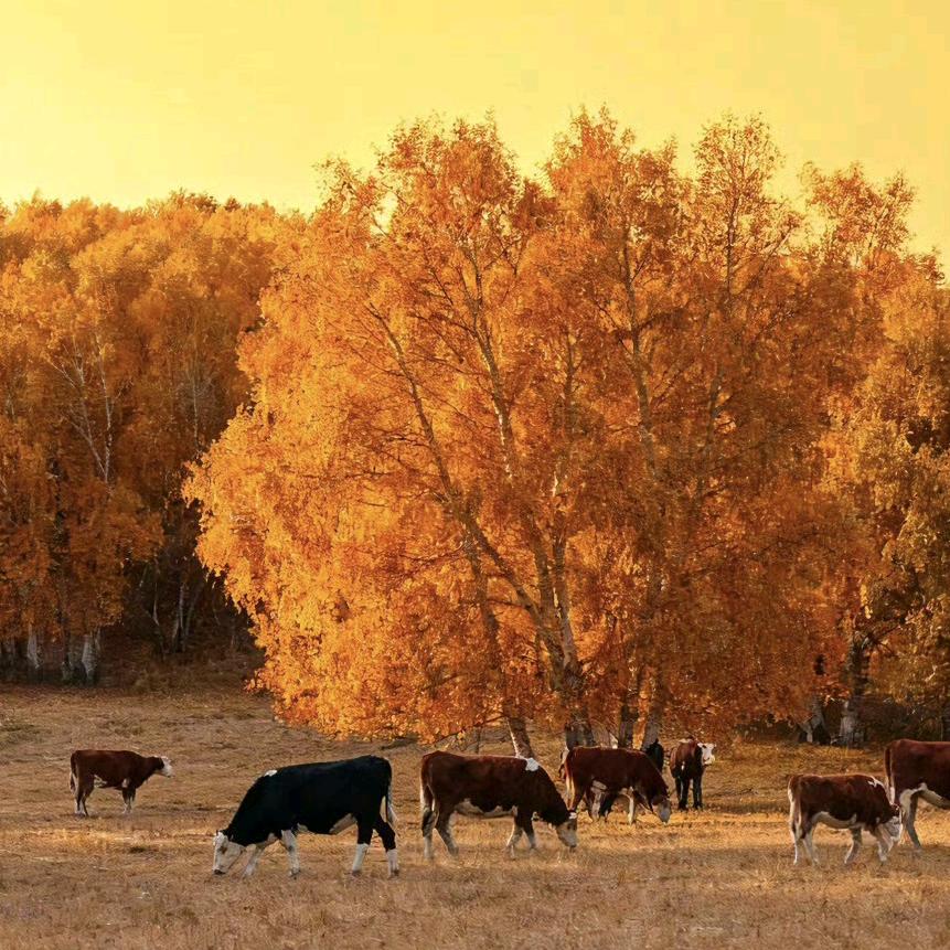 广交会标准化搭建