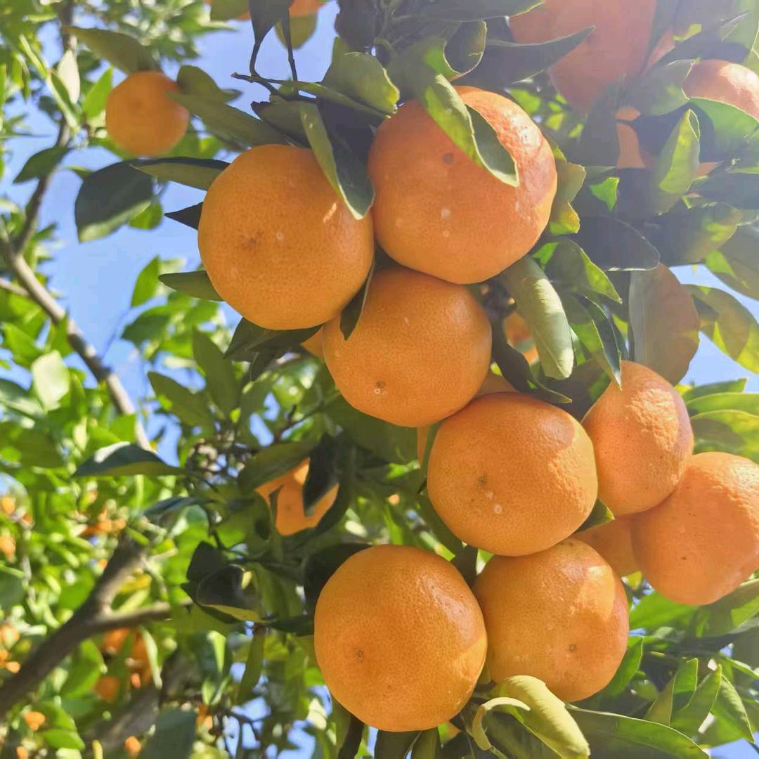 🎄山水独行🎄