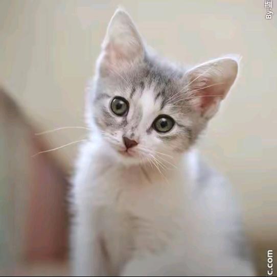 宋歌（晚上8点30开播）