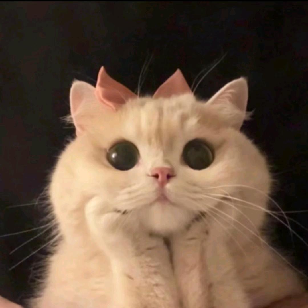 姝贝子