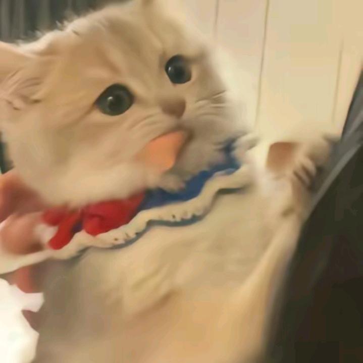 布丁