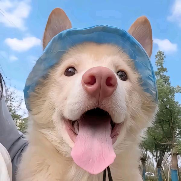 是真命苦不是装鱿鱼