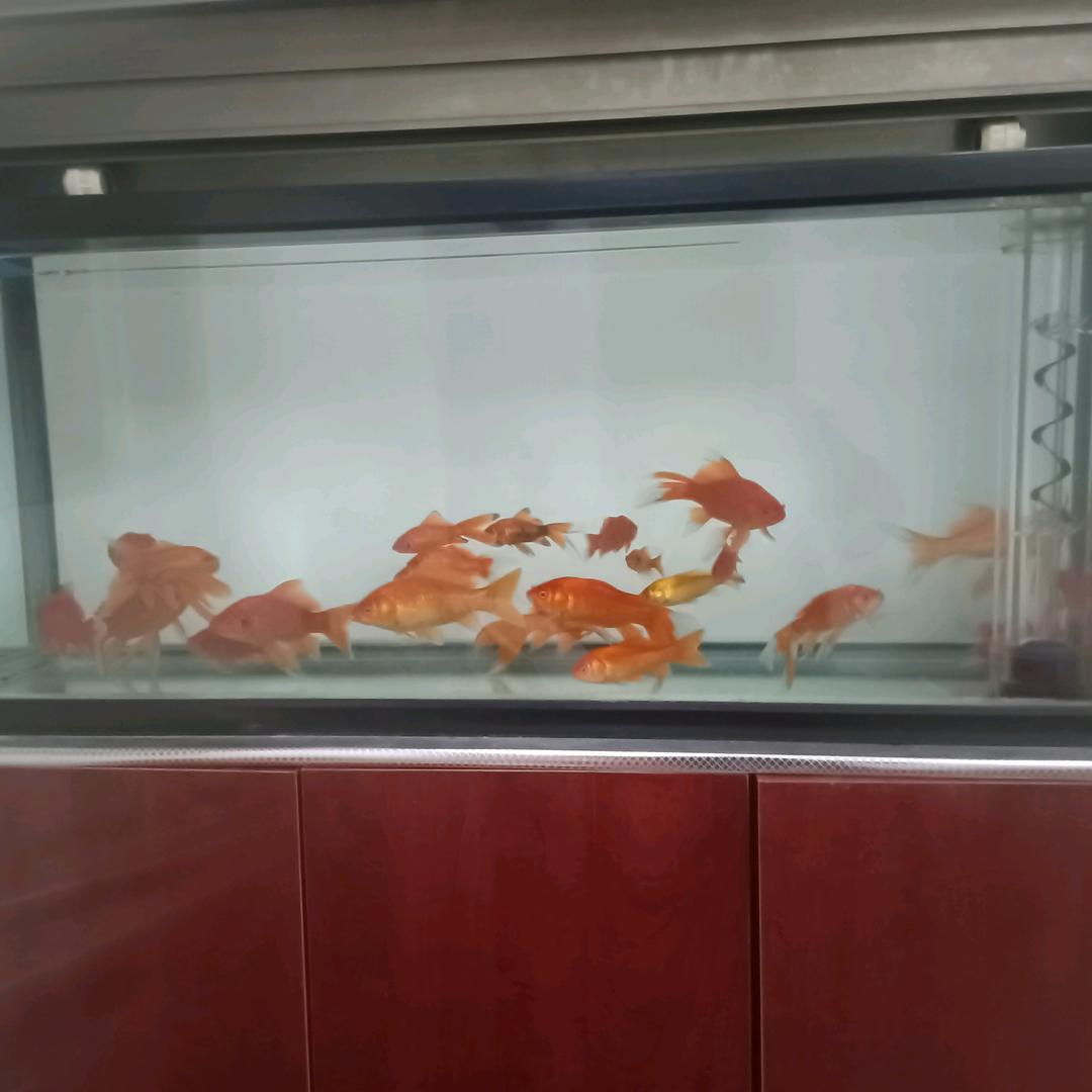 陈**