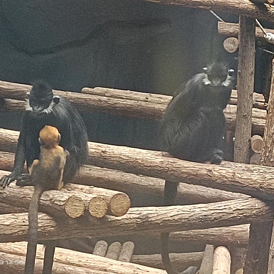 👯利烨