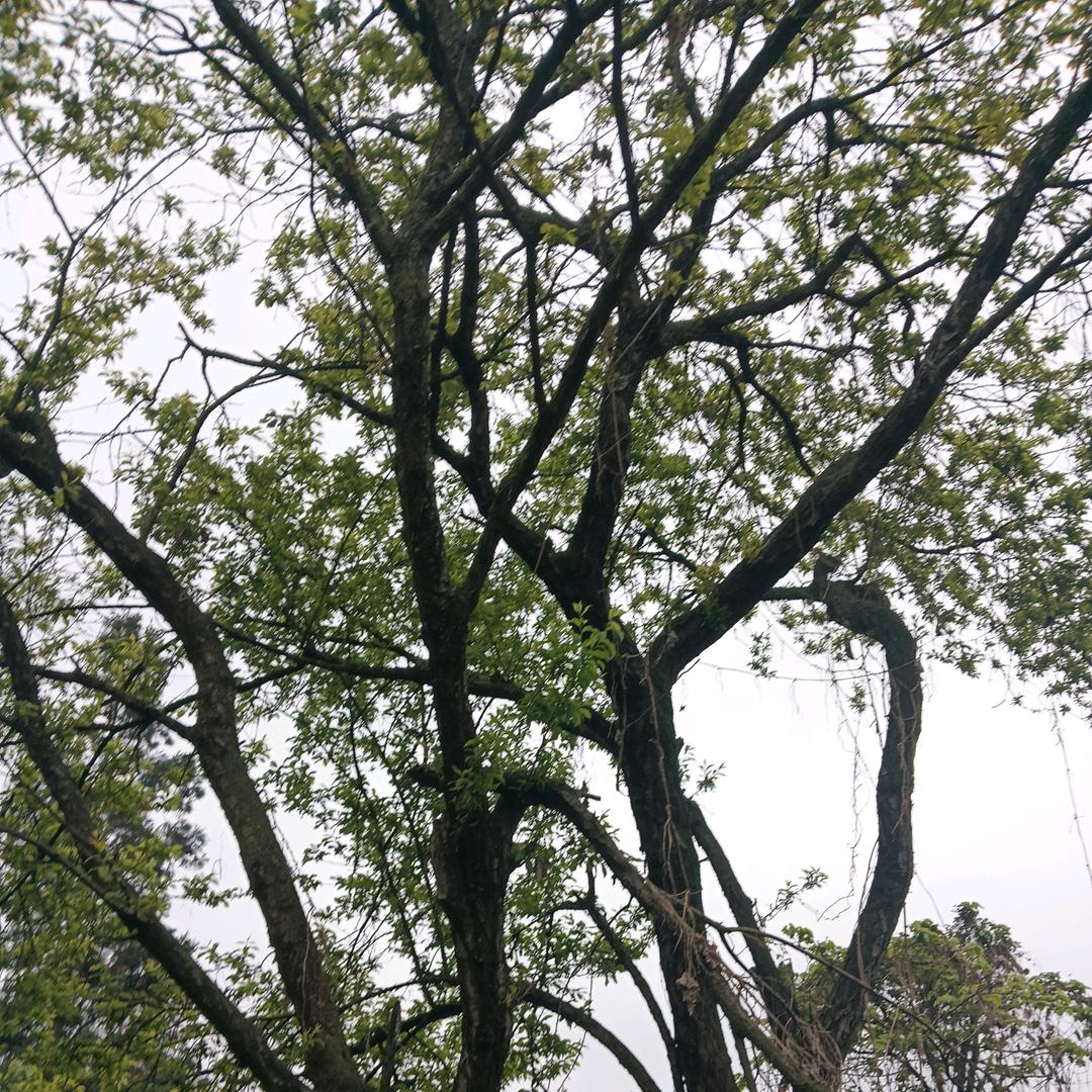 花都谢了