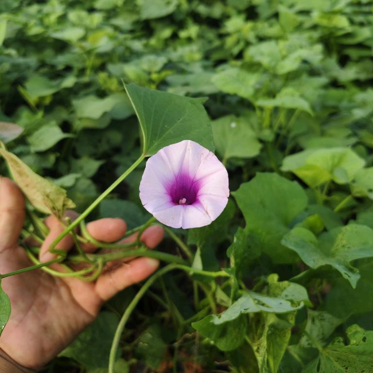 红薯苗基地李姐