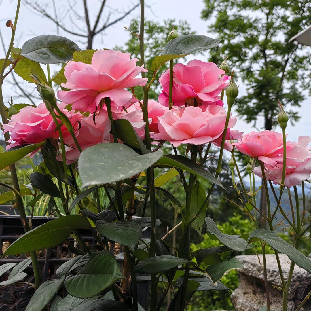 💐《浪红尘》💐