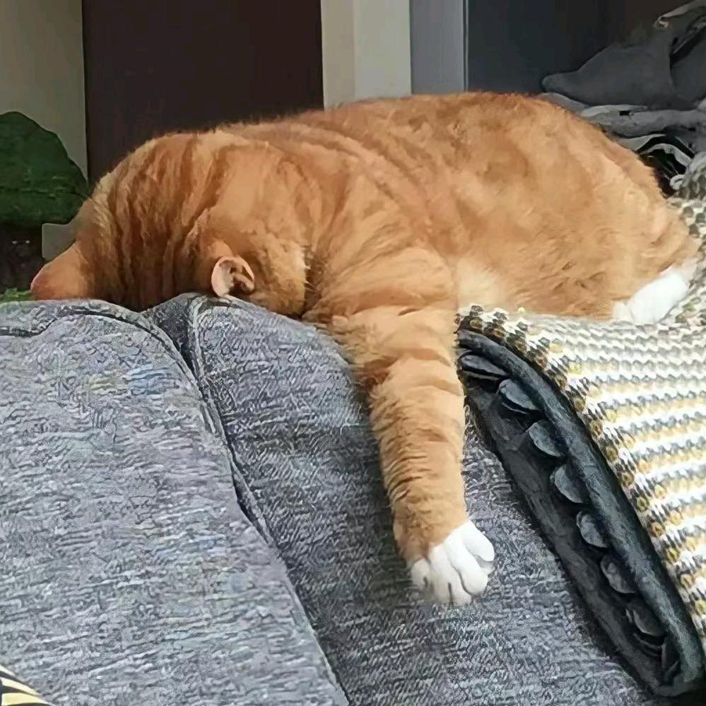 ღ᭄可乐ꦿ先生࿐