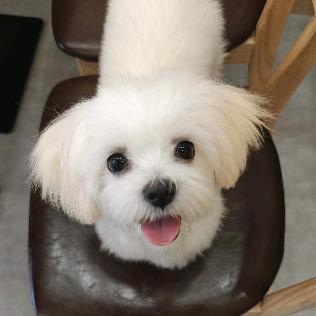 贪吃Tiger是小马