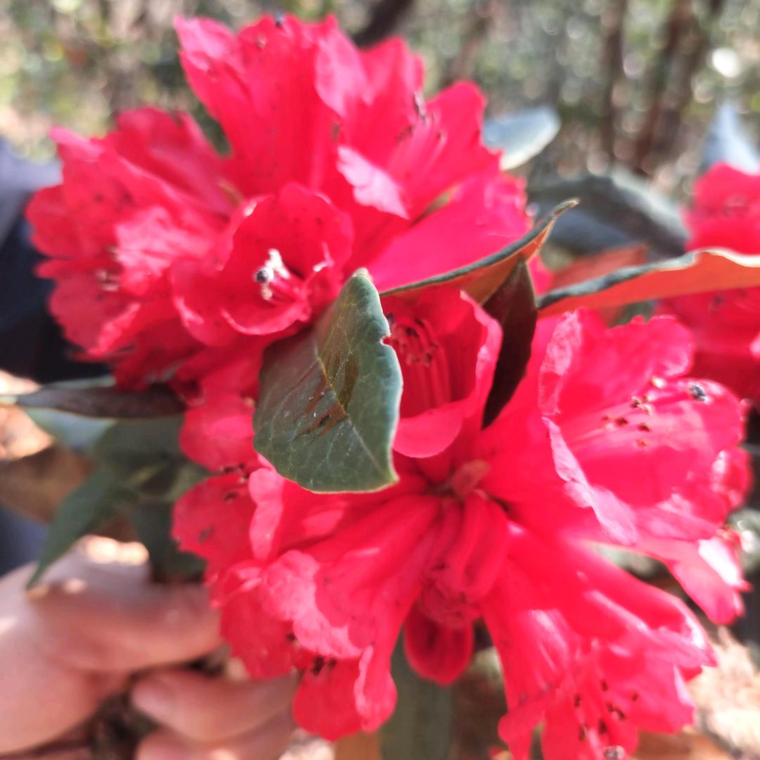 执着的念🌹🌹