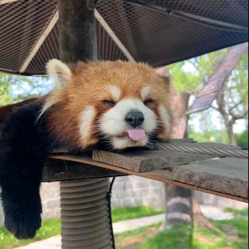 不二的土豆