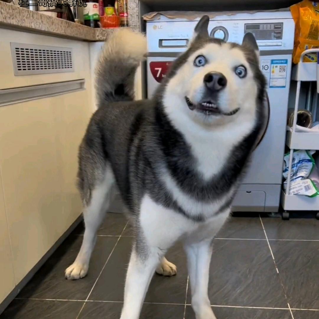 龙哥