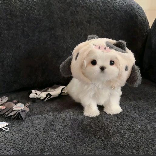 喜欢冷暴力