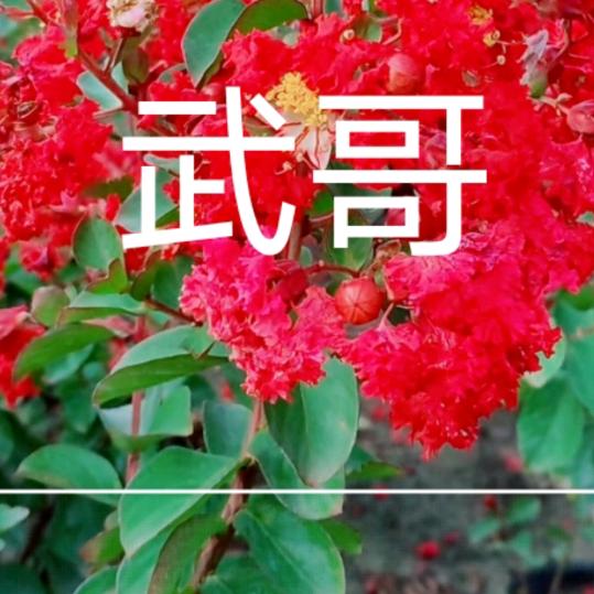 武冬明