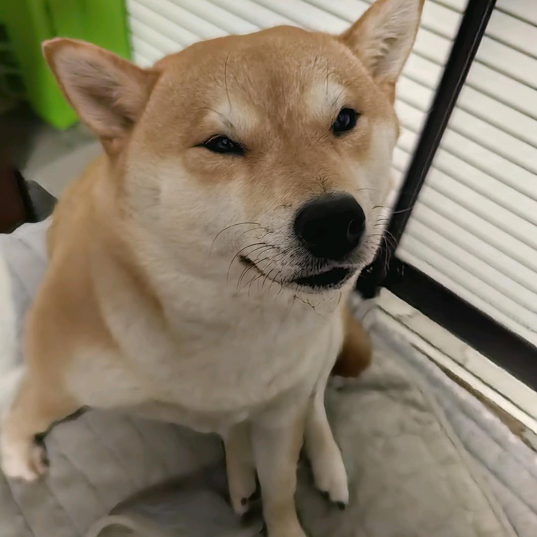 妞宝🤗🌹