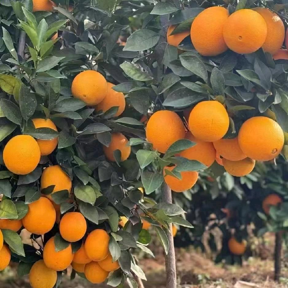四季有橙