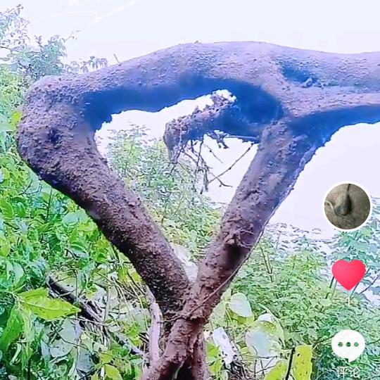 海洋之星、林姐