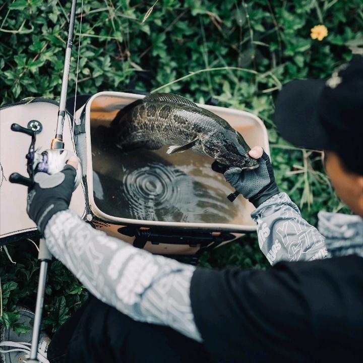 光琴荣