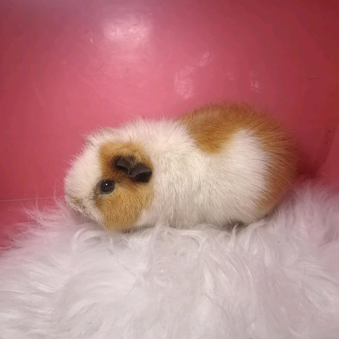 云南昆明荷兰猪