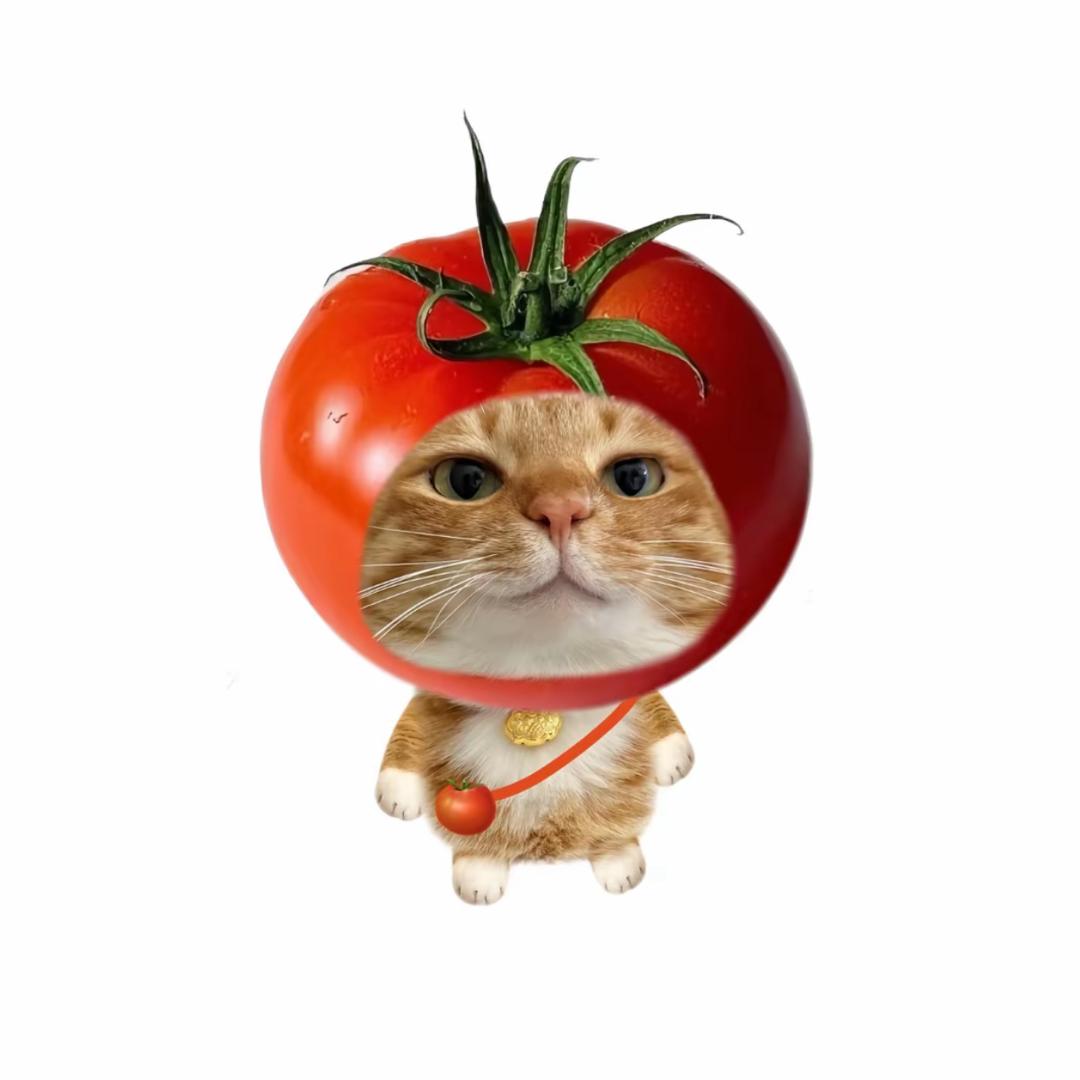 一颗番茄🍅