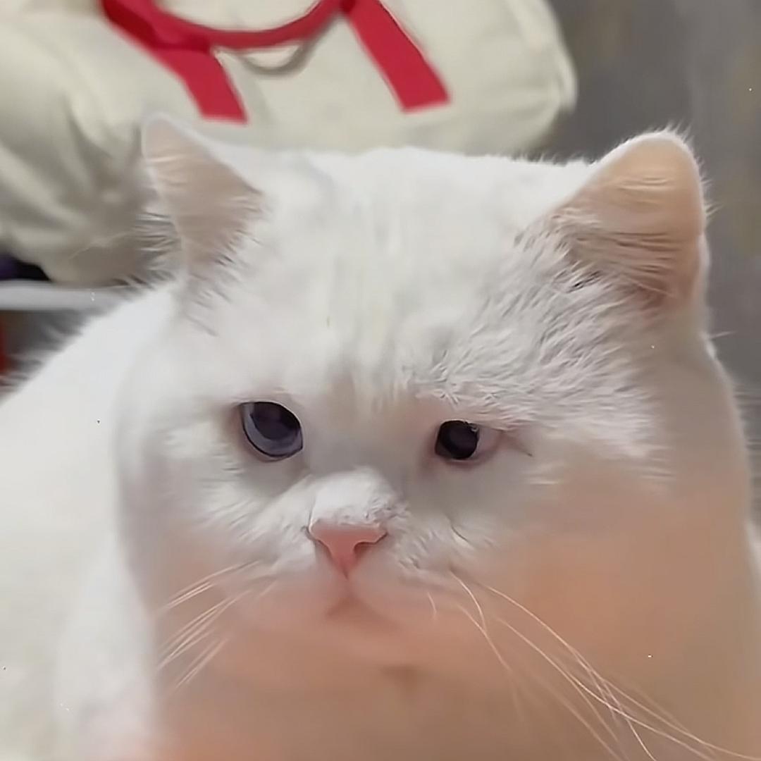 溜了个羊