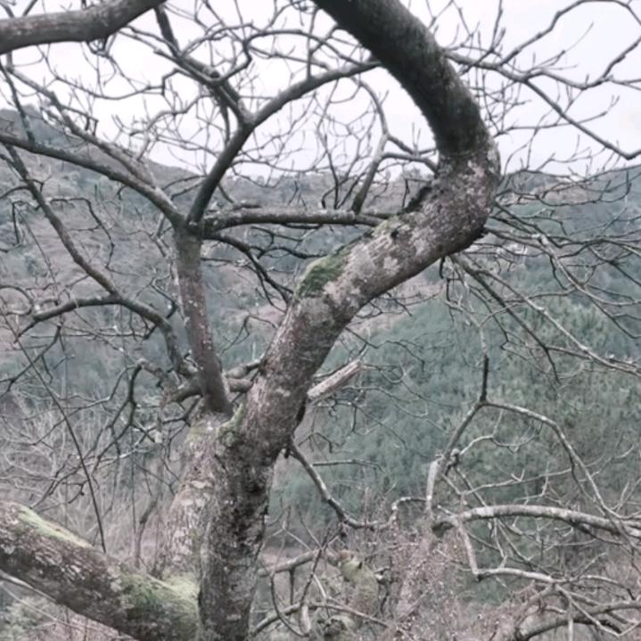 心碎无痕
