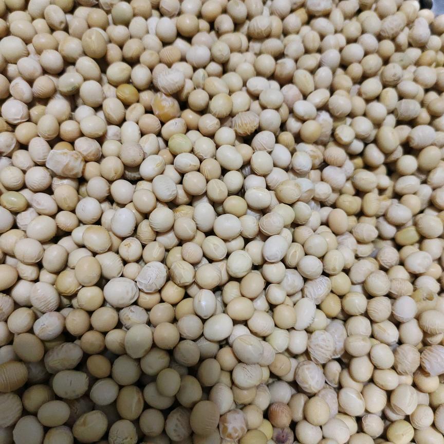 豆姐