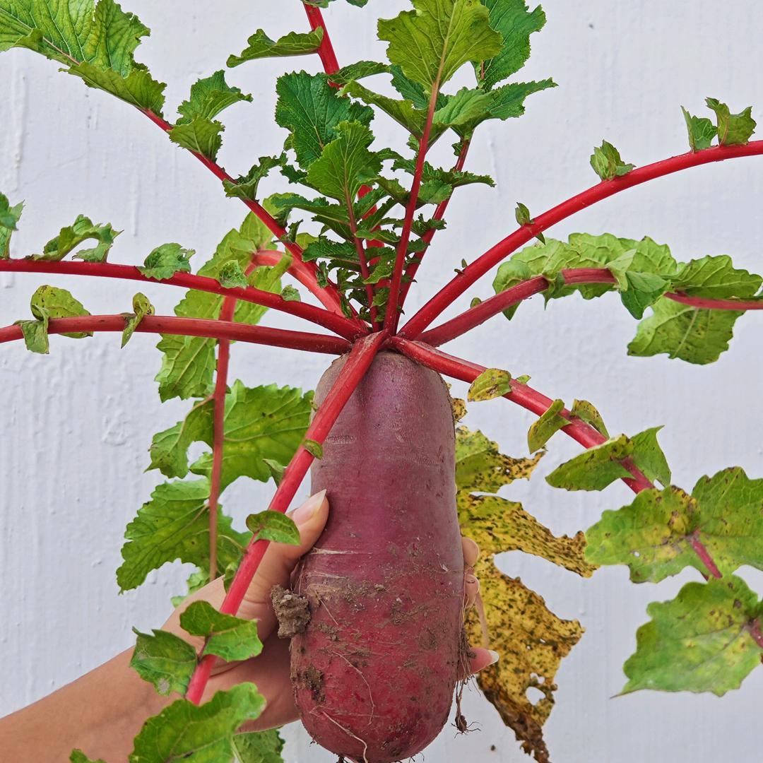 千杯风月醉《68年猴》