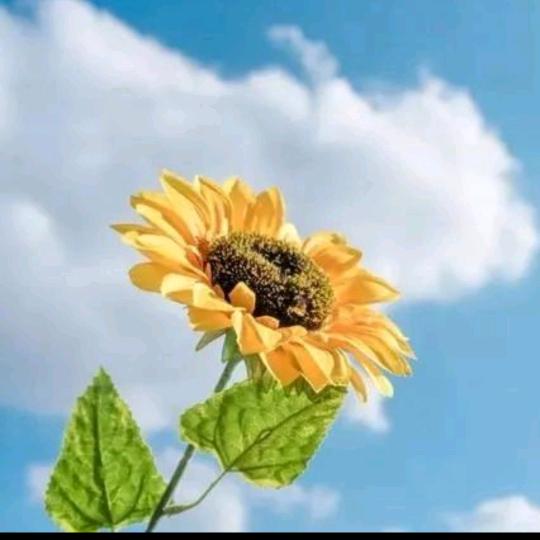 向日葵🌻