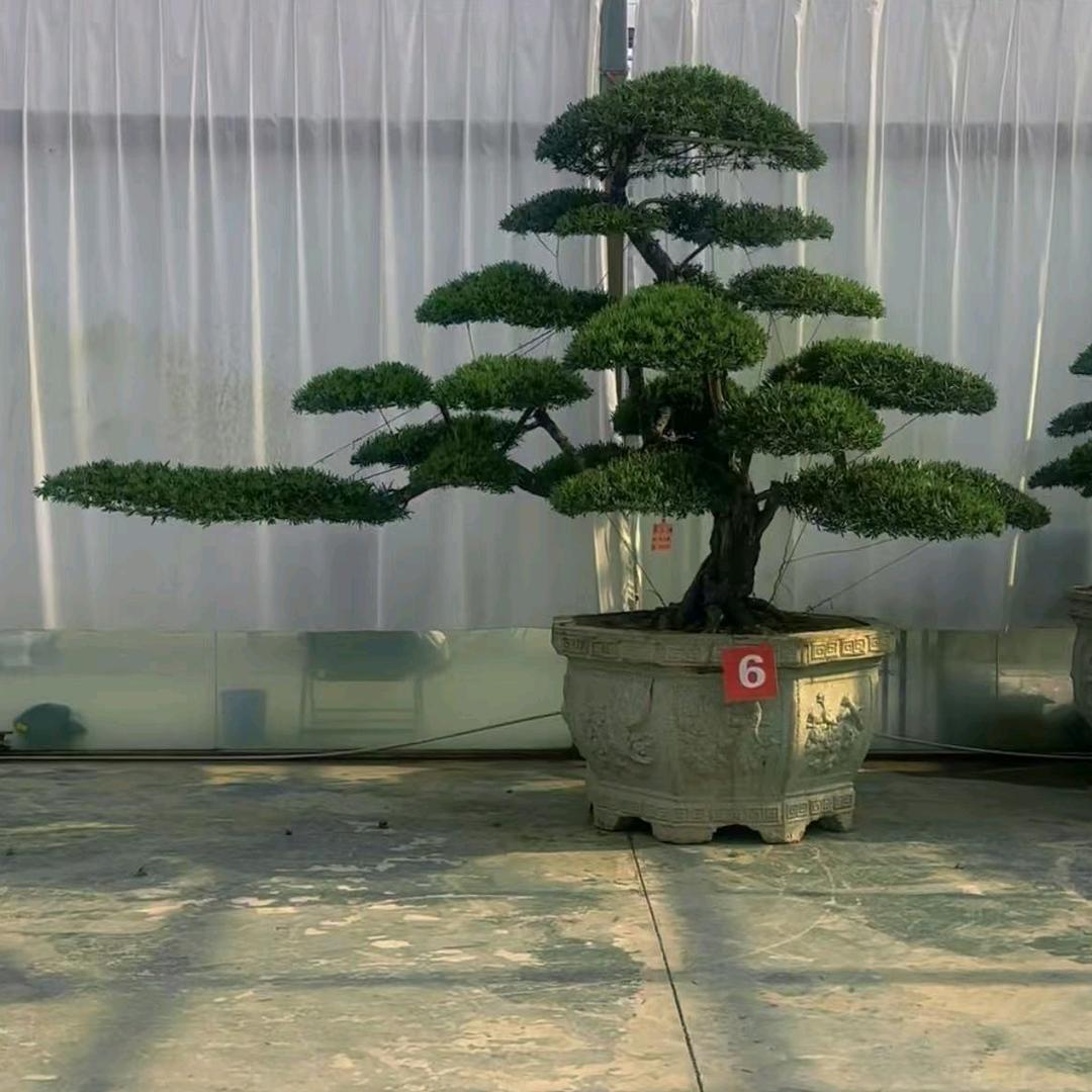 文博罗汉松造型基地