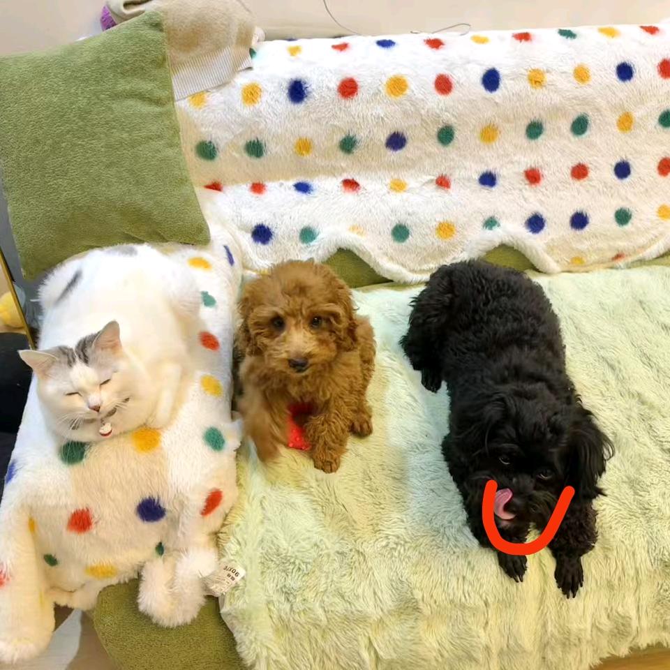 三条大咖（🐶🐱🐶）