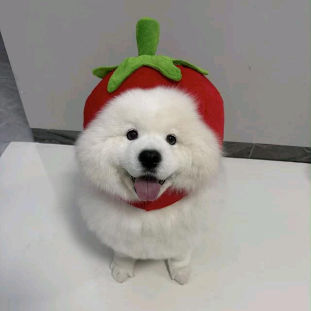 小何