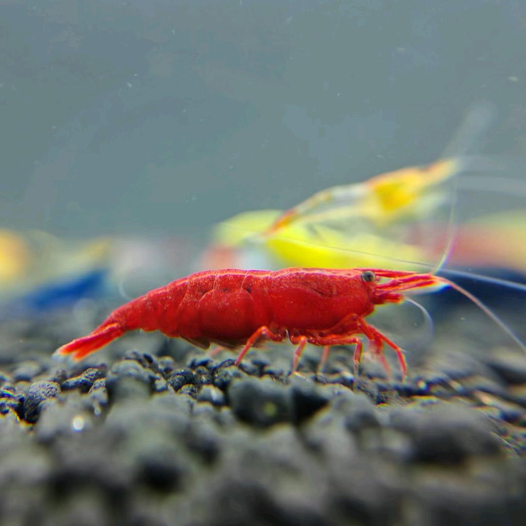 江河观赏米虾