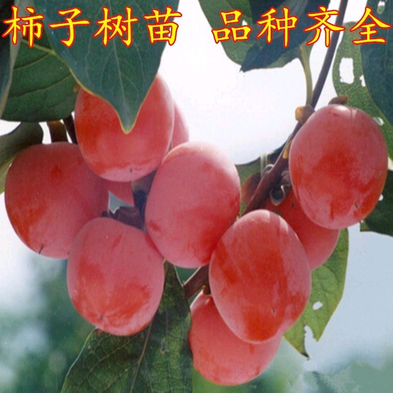 敏瑞果树苗木