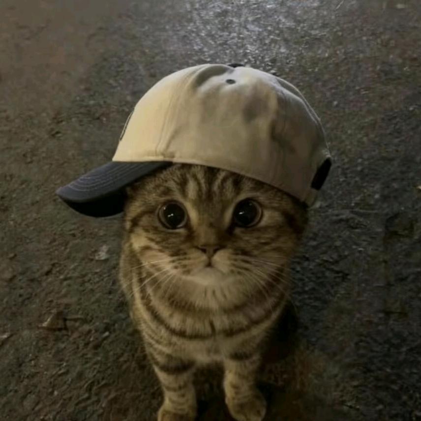 kitty.🐱