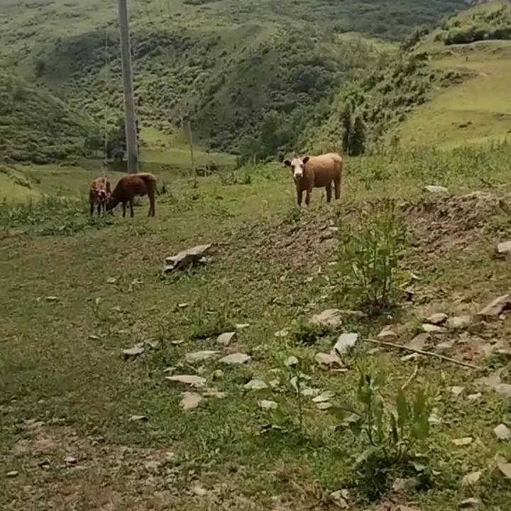 情话毒🐍🐍🍂