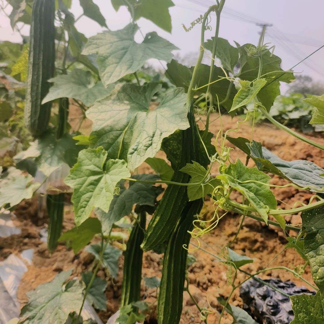 珍臻生鲜果蔬