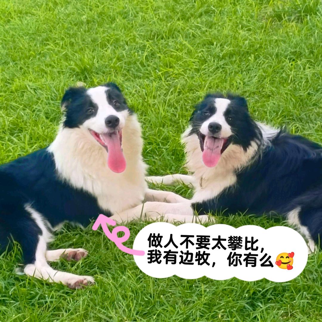 杨风浅吟悠然自得