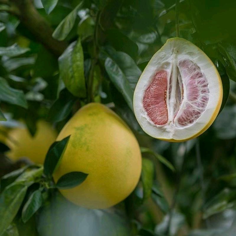 梅州市梅县区松口镇居山乐家庭农场